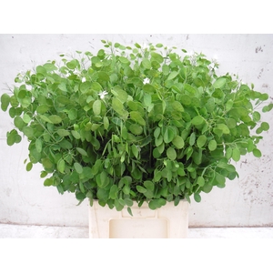 LUNARIA ANN GROENE P