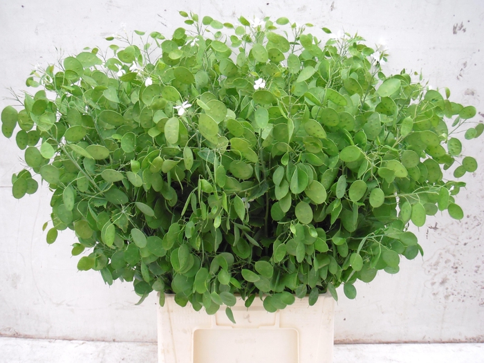 <h4>LUNARIA ANN GROENE P</h4>
