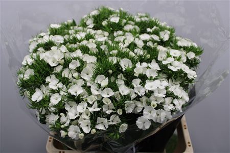 <h4>Dianthus Ba Aldo White</h4>