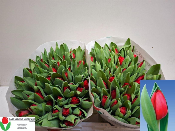 <h4>Tu En Escape</h4>