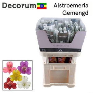 ALSTR GEM IN FUST Royal (Eth)