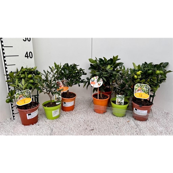 <h4>Citrus & Olea Algarve mix</h4>