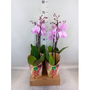 Phalaenopsis   ...rose