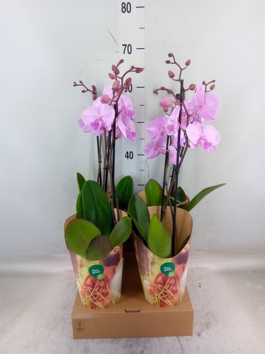 <h4>Phalaenopsis   ...rose</h4>