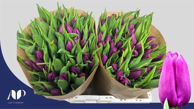 <h4>TU EN PURPLE PRINCE</h4>