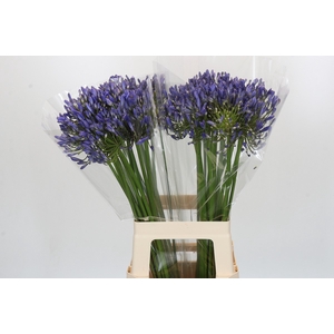 Agapanthus Mediterranee
