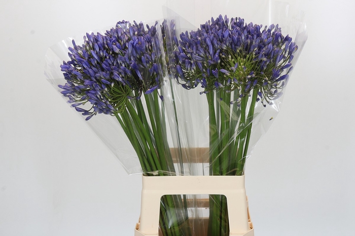Agapanthus Mediterranee