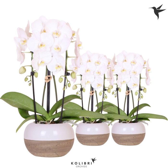 <h4>Kolibri Orchids Phalaenopsis Cascade Niagara Fall white 2 spike in Coconut pot</h4>