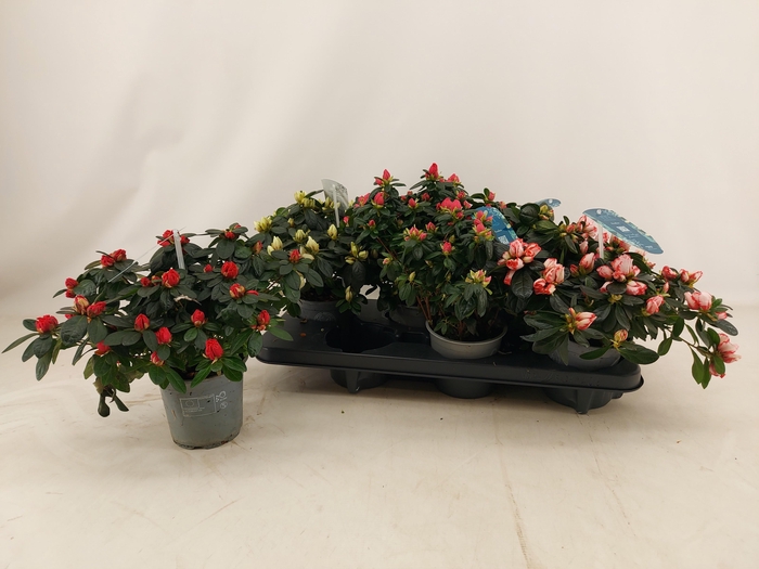 <h4>RHODO SI V GEM 4 SRT</h4>