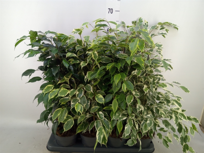 <h4>Ficus benja.   ...mix</h4>