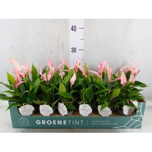 Anthurium andr. 'Lilli'