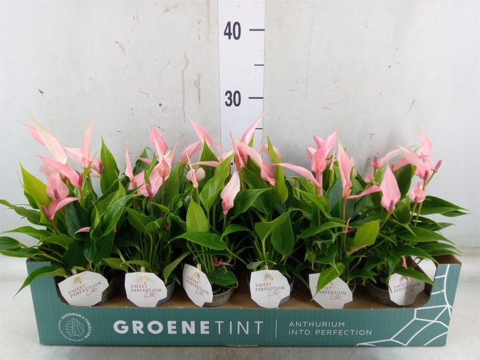 <h4>Anthurium andr. 'Lilli'</h4>