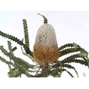 Banksia Prionotes