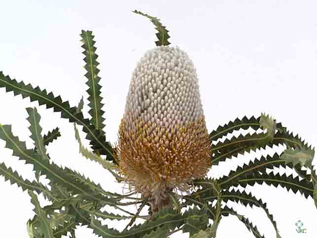 Banksia Prionotis