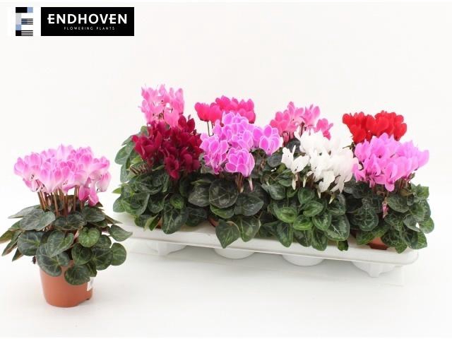 arr8 Cycl Kl Sup Winter