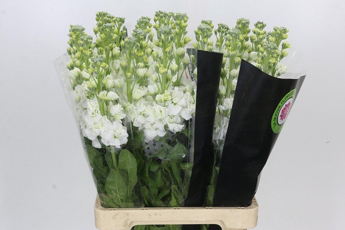 Matthiola Iron White