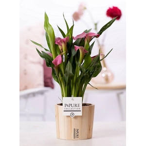 Zantedeschia pink in P&PURE Wood 5