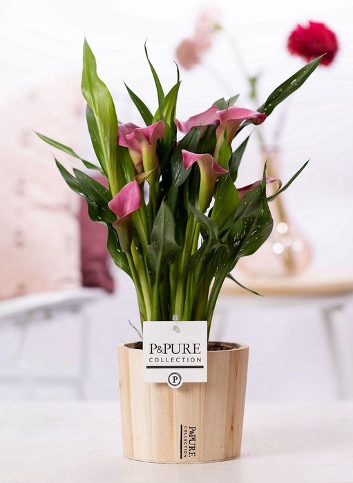 <h4>Zantedeschia pink in P&PURE Wood 5</h4>
