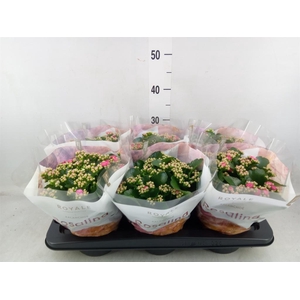 Kalanchoe blos. 'RosDon Nando'