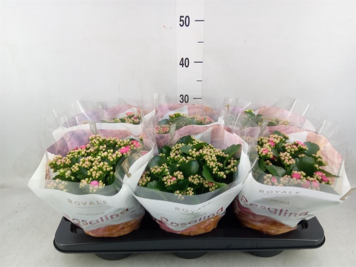 <h4>Kalanchoe blos. 'RosDon Nando'</h4>