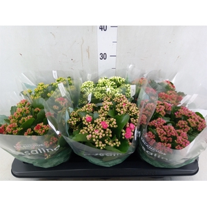 Kalanchoe blos. 'Rosalina'  ..mix 5