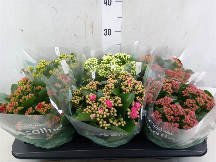 <h4>Kalanchoe blos. 'Rosalina'  ..mix 5</h4>