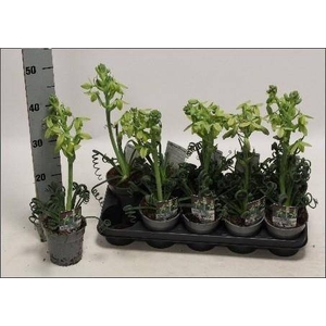 ALBUCA  FRIZ SIZZLE