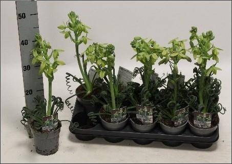 <h4>ALBUCA  FRIZ SIZZLE</h4>