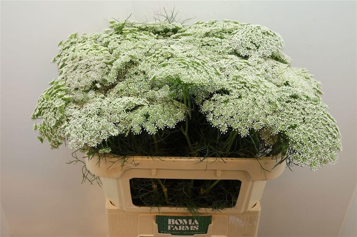 <h4>AMMI VIS CASABLANCA</h4>