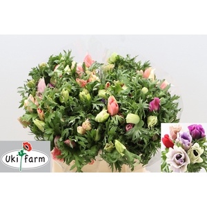 Anem Co Galil Pastel