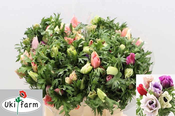 <h4>Anem Co Galil Pastel</h4>