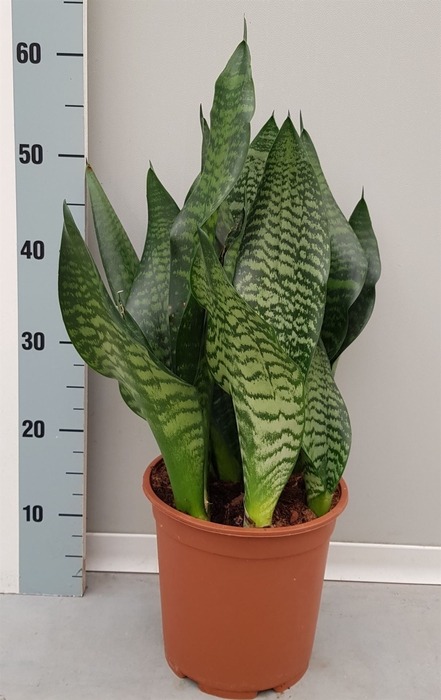 <h4>Sansevieria trifa. 'Black Coral'</h4>