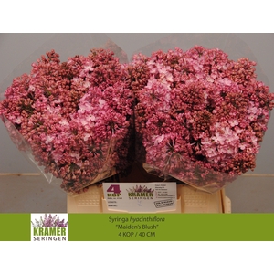 SYR HY MAIDENS BLUSH