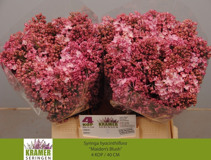 <h4>SYR HY MAIDENS BLUSH</h4>