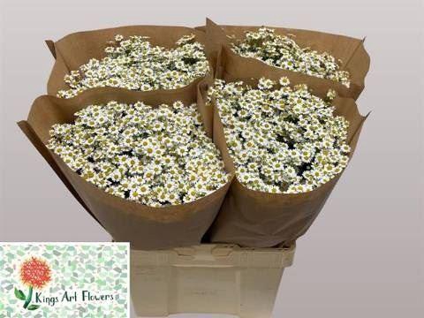 <h4>TANACETUM SINGLE VEGMO</h4>