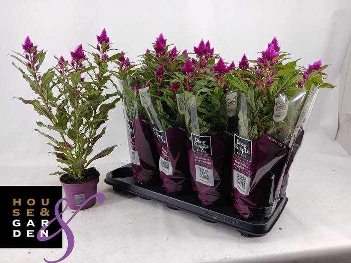 <h4>CEL DEEP PURPLE</h4>