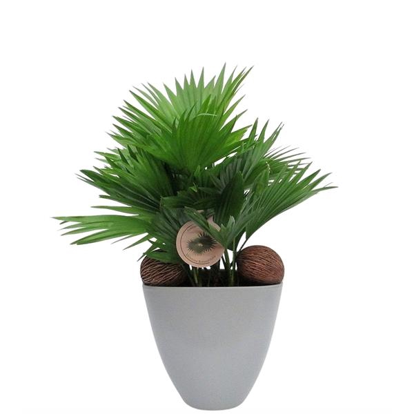 <h4>Livistona rotundifolia</h4>