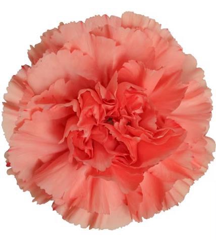 <h4>Di St Orange Flame</h4>