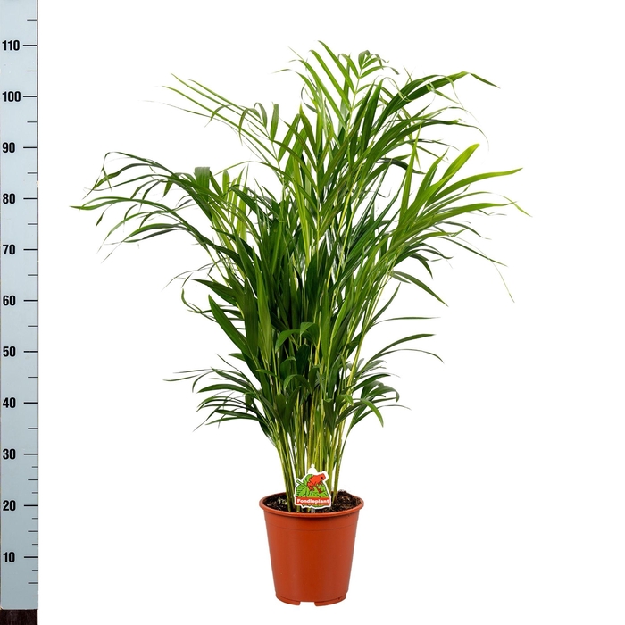 <h4>DYPSIS LUTESCENS</h4>