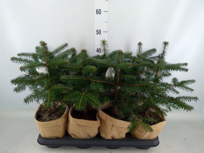 <h4>Abies nordman.</h4>