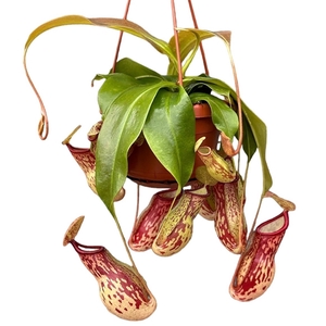 Nepenthes Monkey Jars Gaya