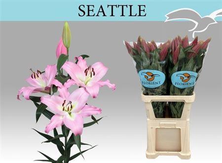 <h4>Li Ot Seattle</h4>