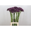 Allium  'Cherry'