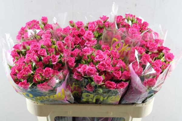 <h4>R Tr Lianne L70</h4>