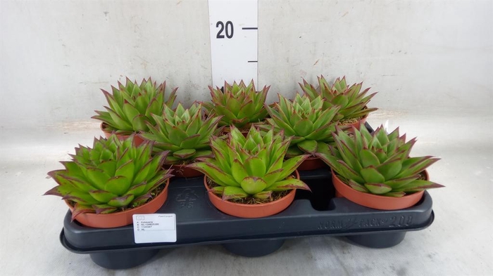 <h4>Echeveria agavoides 'Ebony'</h4>