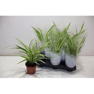 Chlor Com Variegatum