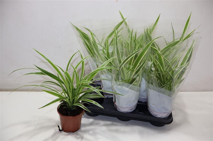 <h4>arr8 Chlor Com Variegatum</h4>