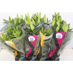 LIRIO VARIADO P15