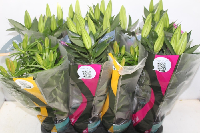 LIRIO VARIADO P15