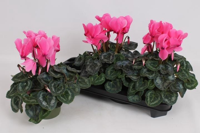 <h4>CYCL GR SUP LEOPARDO</h4>